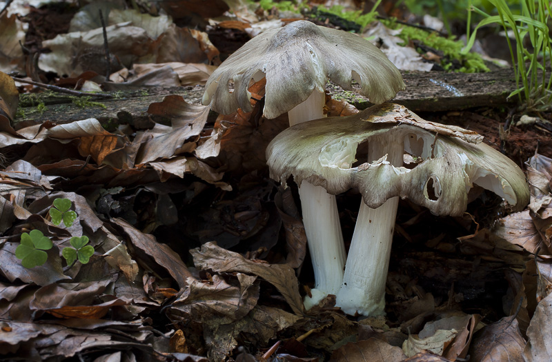 Megacollybia platyphylla